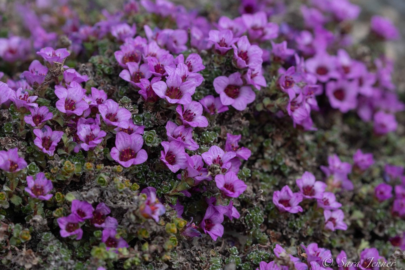 Arctic wildflowers blooming on the Nunavut tundra